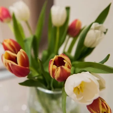Ammos Elegant Luxury *